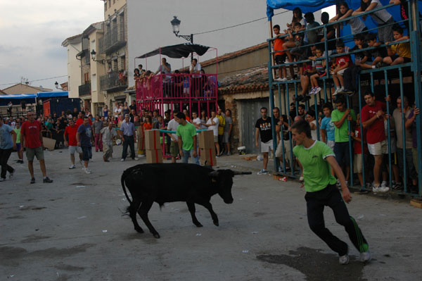 Festejos tarinos, fiestas pueblos, toro, cerriles